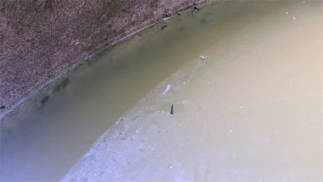 2013-08-11 Gambusia holbrooki FLFM2012 F0 смотреть онлайн