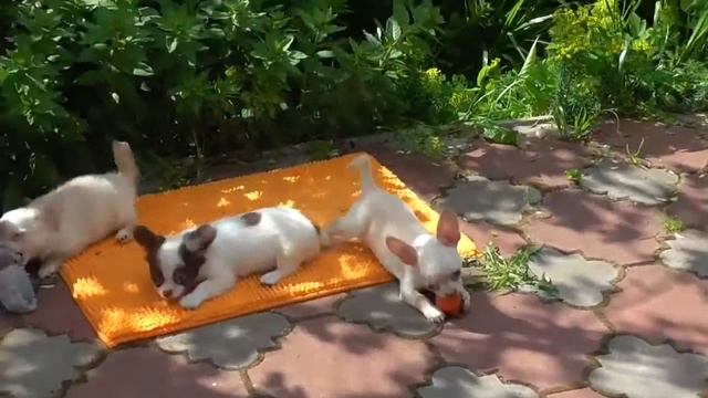 Зажигалочки чихуахуа смотреть онлайн