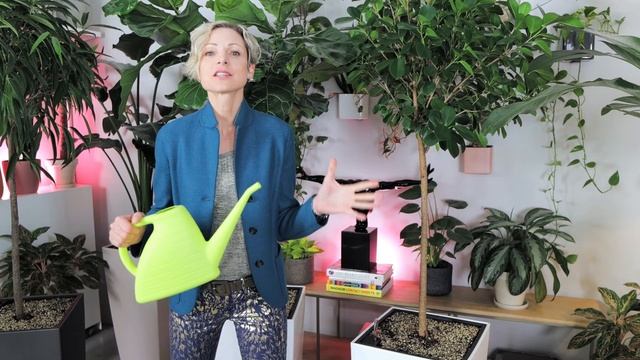 Perfect Planter For Large Plants - Lechuza Cubico 40 Self-watering Planter