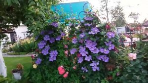 КЛЕМАТИС. Особенности ухода и выращивания