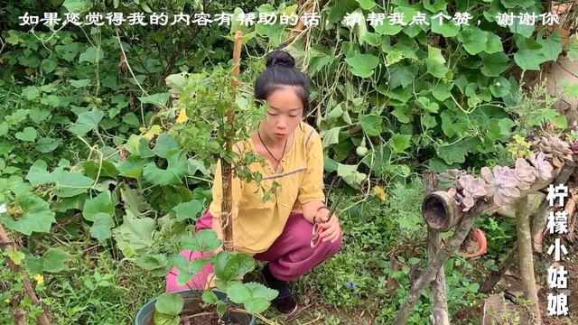 为了打造农村花园，姑娘扦插了20盆蓝雪花，期待变美的那天