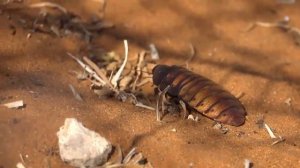 МАДАГАСКАРСКИЕ ШИПЯЩИЕ ТАРАКАНЫ
