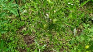 Обзор томата лентяйка от сибирского сада 31.07.2020