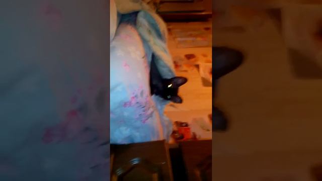 Кот человек смотреть онлайн