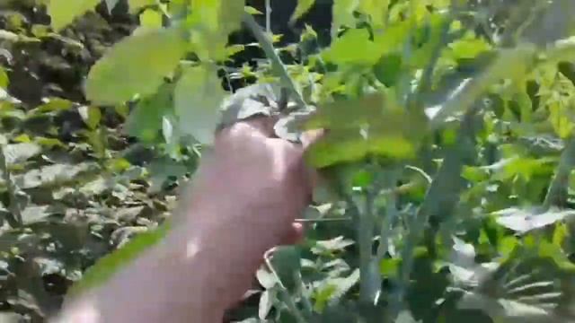 ЧЕРНАЯ МАЛИНА КУМБЕРЛЕНД(формировка) смотреть онлайн