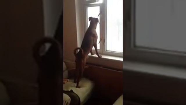 Пинчер видит таксу смотреть онлайн