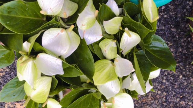 2022 New Anthurium in Sri Lanka - අලුත් එවා смотреть онлайн