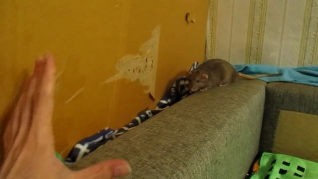 Это Крыса металлист? 😏 Очень дивное Дио, или очередная обновка! (Fancy Rats) смотреть онлайн