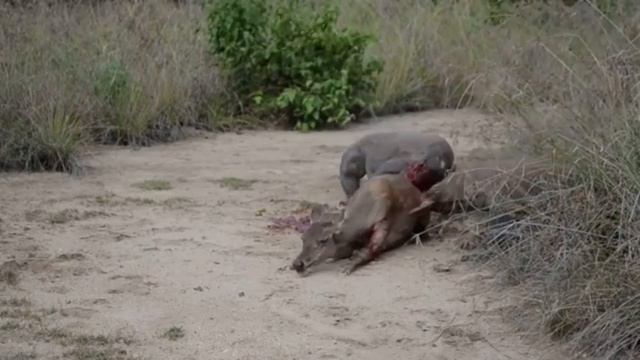 Komodo Dragon Eating Deer Alive