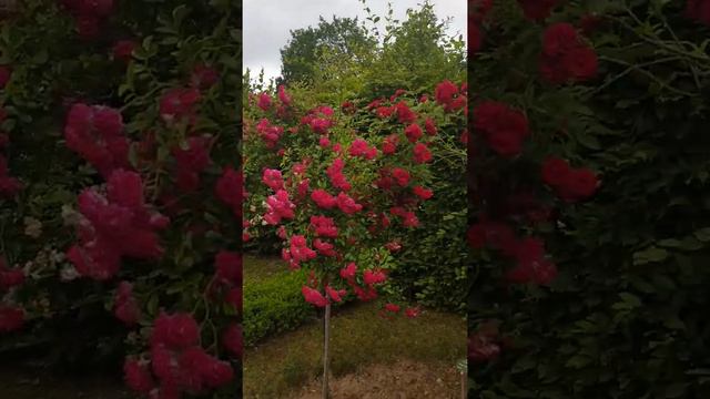 Zweibrucken Rosengarten, Germany