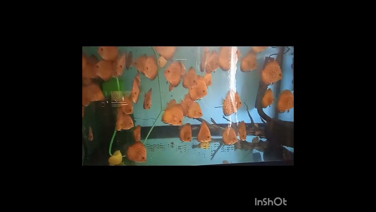 Мальки дискусы Пиджен Чекерборд +79184654007 смотреть онлайн