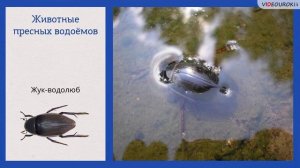 Жизнь в пресных водах