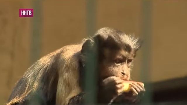 В День знаний в зоопарке «Лимпопо» посетителям показали, как и чем питаются выдры, пеликаны... смотреть онлайн