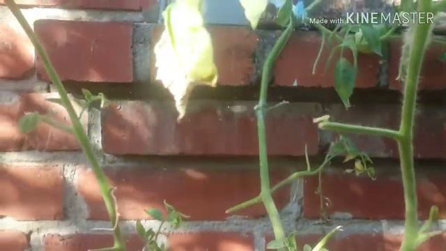 Декор.ТЫКВА!Удобные высокие бочки для разных растений! смотреть онлайн