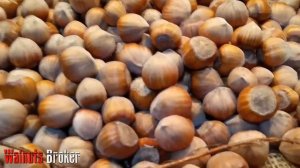 Фундук Барселонский промышленный сорт #ПромышленныйСортФундукаУкраина