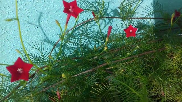 Ipomoea quamoclit populamente Esqueleto смотреть онлайн