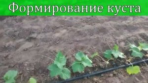 #Огурец #Артист F1 - описание сорта