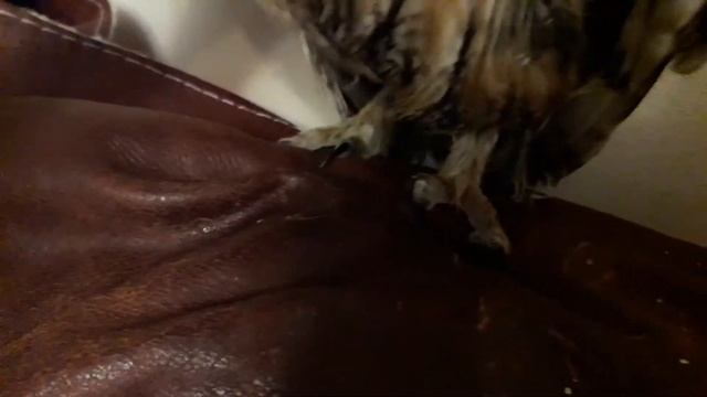 Как появилась моя сова Акела!! смотреть онлайн