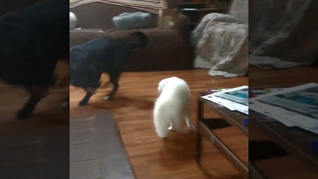 Meet My Dog 🐾 смотреть онлайн