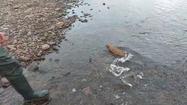 Сёмгу отпускаем в родную стихию. Осень. Варзуга. Рыбалка на спиннинг. смотреть онлайн