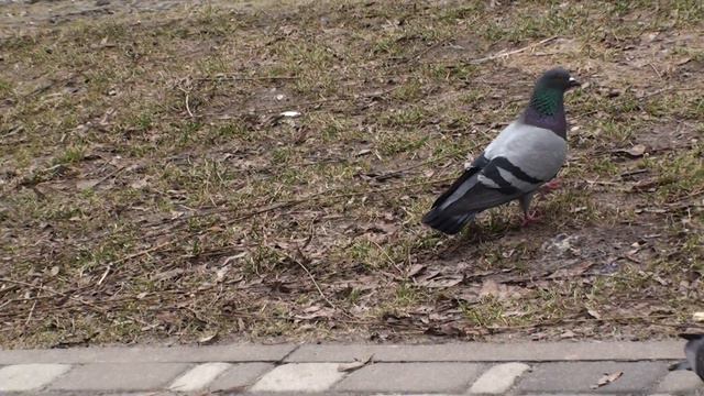 ГОЛУБИ  КРУГОВЫЕ!!! ЛЕТАЮТ  КРУГАМИ, 24. 03. 2023 г.