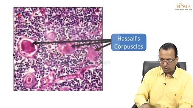 Lymphoid tissue смотреть онлайн
