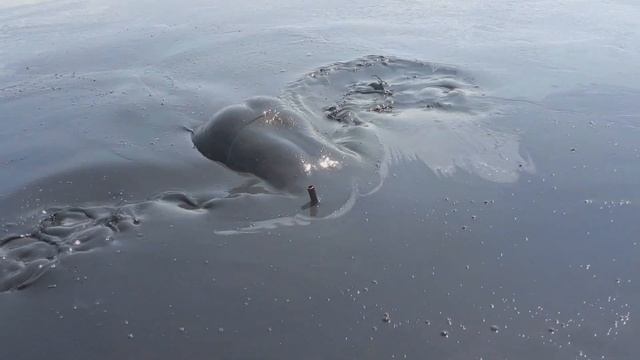 Подводная рыбалка на озере Чокрак в Крыму смотреть онлайн