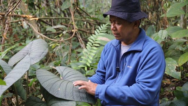 Alocasia tanaman hias exotic Borneo (Kalimantan) смотреть онлайн