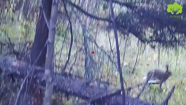 Охота на зайца смотреть онлайн