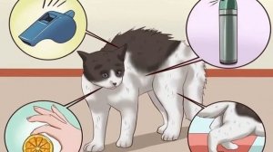 Как отучить кота метить территорию в квартире