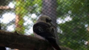 Смеющаяся кукабара