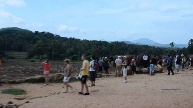 Пиннавела. Слоновий заповедник на Шри-Ланке смотреть онлайн