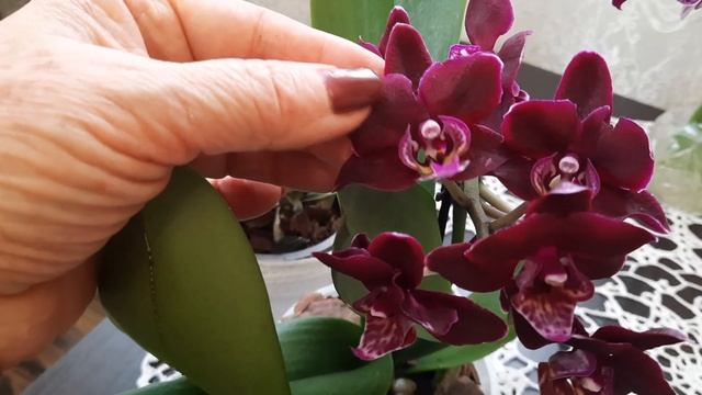 Новиночки красавицы с последнего привоза! смотреть онлайн