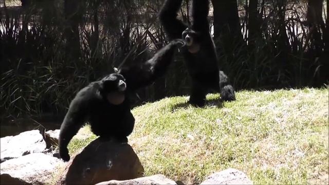 Every gibbon ritual scream смотреть онлайн