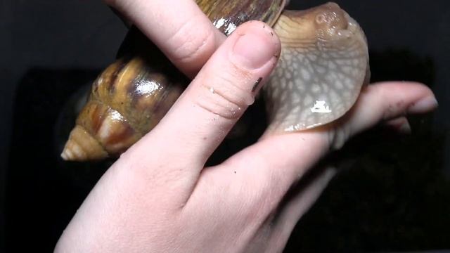 Обустраиваю дом для улиток Ахатин/ Контейнер + матик смотреть онлайн