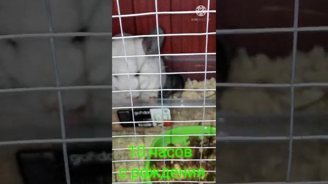 шиншилла родила шиншиллят