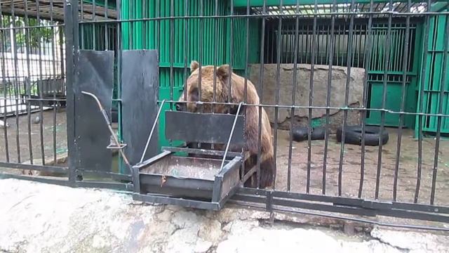 Я в зоопарке кормлю медведя!! Умный ............................ смотреть онлайн