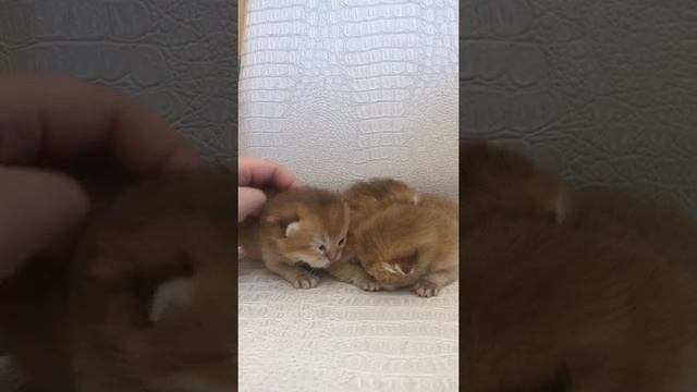 Британские золотые котята смотреть онлайн