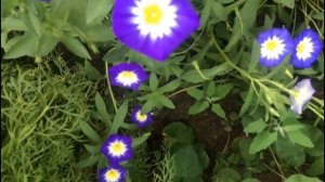 Дневная красавица - вьюнок трехцветный