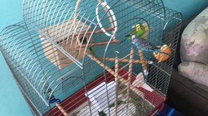 Домик, гнездо  для волнистых попугаев.Средние попугаи разведение.