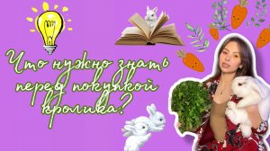 Что нужно знать перед покупкой кролика?