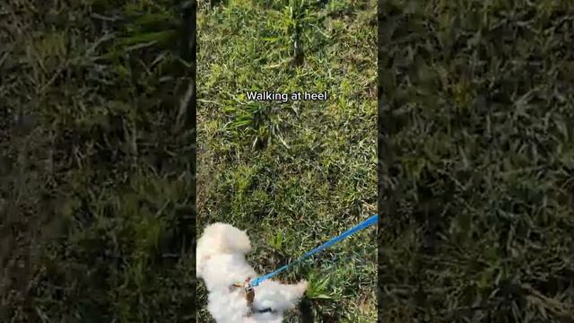 Westie Dog Training Class 🐾 | Obedience and Socialization смотреть онлайн