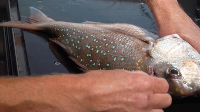 Perfect Sashimi: Iki Jime Snapper смотреть онлайн