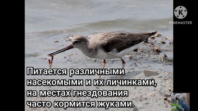 Мородунка (англ. Terek sandpiper) смотреть онлайн