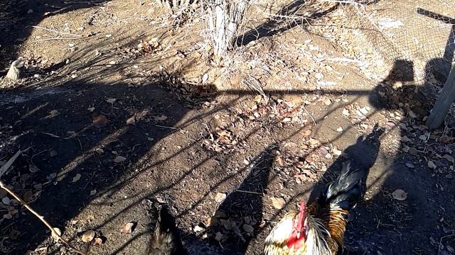 комментирую спор, с подпищичей на канале,, я живу в деревне,, можно ли обрезать клюв у кур смотреть онлайн