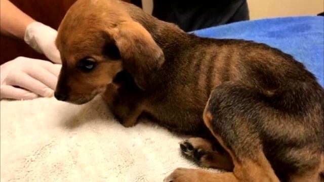 Семья нашла в лесу коробку с надписью: «Пристрелить». Содержимое ошарашило