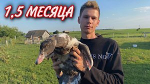 Вес Индоуток в 1,5 месяца / Есть ли разница уток на откорме и обычном кормлении ? Мускусные утки