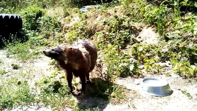 Енотовидная собака. Отдых на природе в Краснодарском крае смотреть онлайн