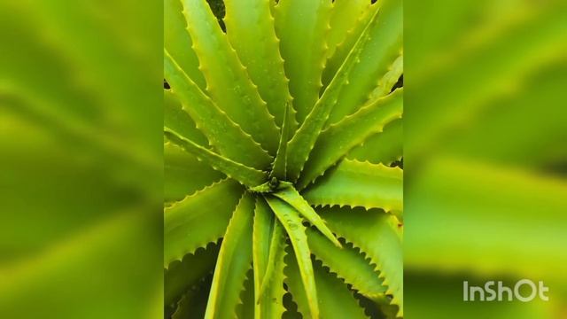 АЛОЭ- ЛУЧШИЕ НАРОДНЫЕ РЕЦЕПТЫ ЛЕЧЕНИЯ ЗАБОЛЕВАНИЯ ДЫХАТЕЛЬНЫХ ПУТЕЙ! смотреть онлайн