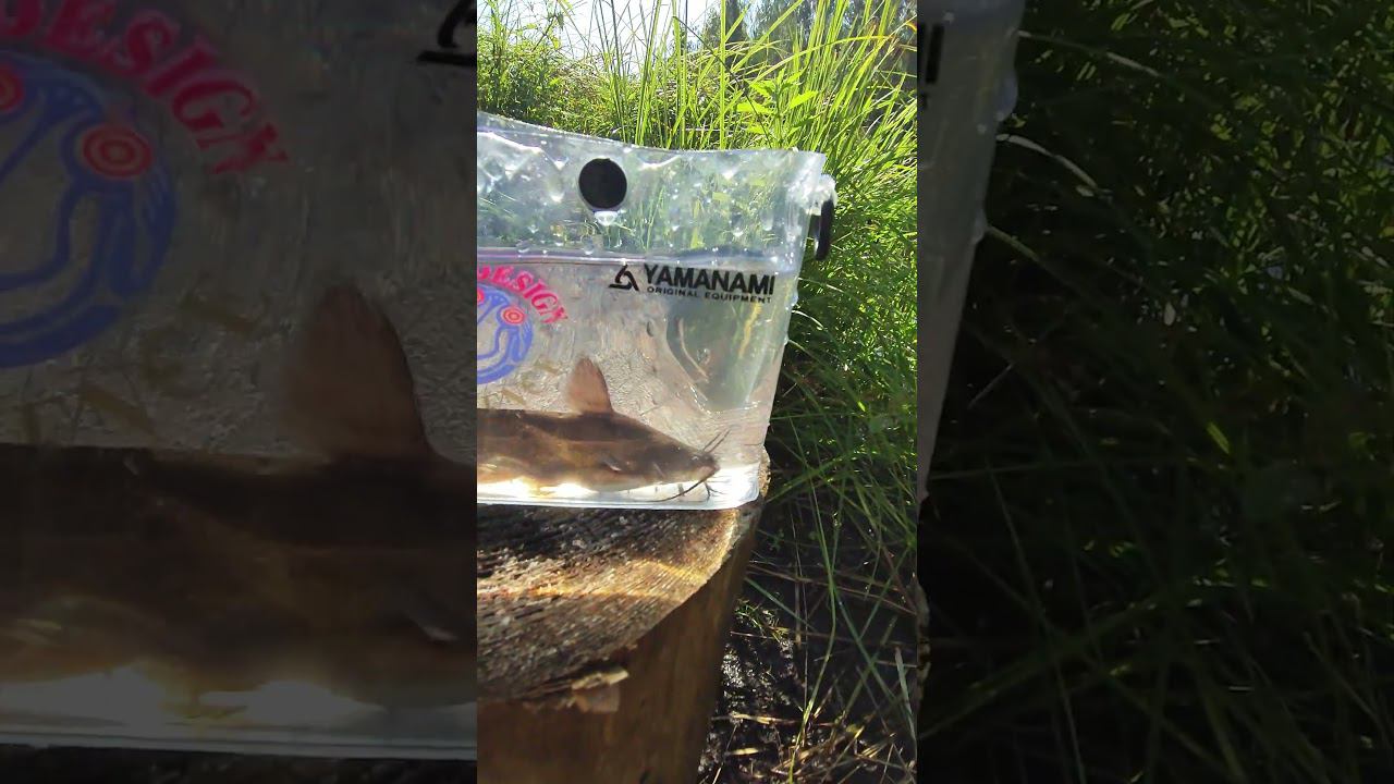 #мормышинг | Американский сомик | смотреть онлайн